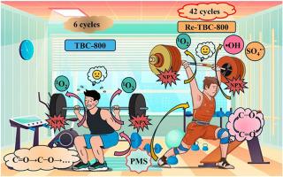 Construction and extension of carbon network conjugated systems under high temperature regeneration for cycling degradation of Naproxen by activating peroxymonosulfate: mechanisms of active sites self-cycling and reactive oxygen species regulation