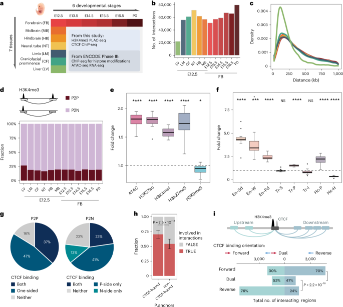 Integrative analysis of the 3D genome and epigenome in mouse embryonic tissues