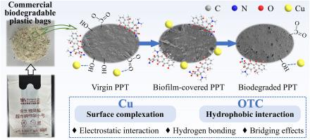 Adsorption behavior of commercial biodegradable plastics towards pollutants during the biodegradation process: Taking starch-based biodegradable microplastics, oxytetracycline and Cu (II) as examples