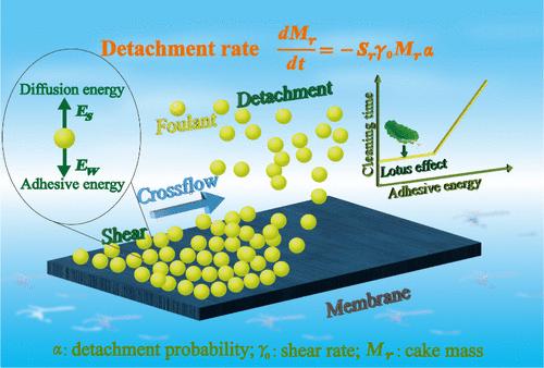 A Novel Shear-Detachment Approach for Modeling Dynamics of Membrane Cleaning