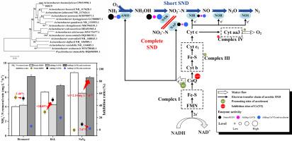 The alleviation of Cr(Ⅵ) stress on simultaneous nitrification and denitrification process of Acinetobacter haemolyticus RH19
