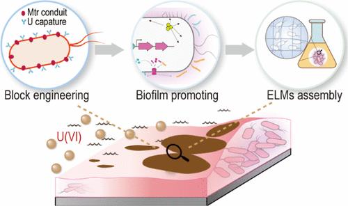 Engineering Programmable Electroactive Living Materials for Highly Efficient Uranium Capture and Accumulation