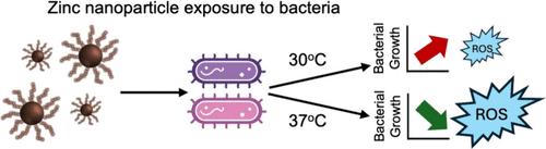 Evaluating the Antibacterial Potential of Distinct Size Populations of Stabilized Zinc Nanoparticles