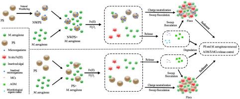 Simultaneous removal of Microcystis aeruginosa and microplastics by oxidation enhanced coagulation