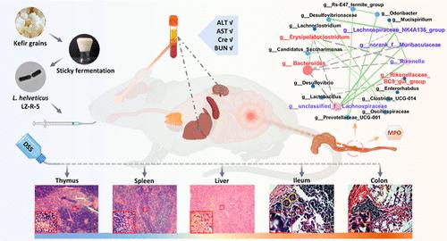 Lactobacillus helveticus LZ-R-5 Ameliorates DSS-Induced Colitis in Mice by Modulating Gut Microbiota and Enhancing Intestinal Barrier Function