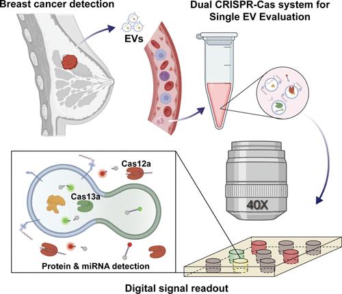 Concurrent Detection of Protein and miRNA at the Single Extracellular Vesicle Level Using a Digital Dual CRISPR-Cas Assay
