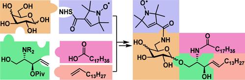 Synthesis of Spin-Labeled α-/β-Galactosylceramides and Glucosylceramides as Electron Paramagnetic Probes