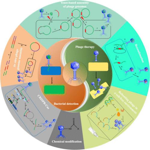 Engineering Phages to Fight Multidrug-Resistant Bacteria