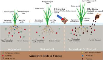 Fertilization of potentially toxic element-contaminated soils remediated with reusable biochar pellets using rice straw, pig manure and their derived biochar