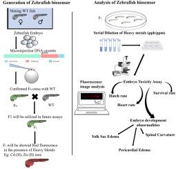 Innovative Transgenic Zebrafish Biosensor for Heavy Metal Detection