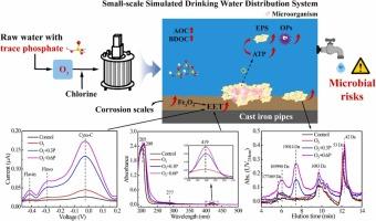 Synergistic effects of ozonation pretreatment and trace phosphate on water quality health risk and microbial stability in simulated drinking water distribution systems