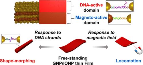 Shape-Dependent Locomotion of DNA-Linked Magnetic Nanoparticle Films
