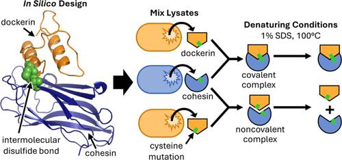 Covalent and Orthogonal Cohesin–Dockerin Interactions Enabled by Intermolecular Disulfide Bonds for Hyperthermostable Cellulase Assembly