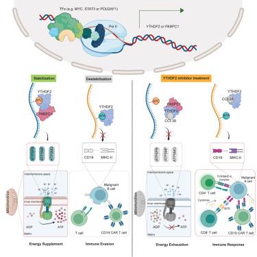 YTHDF2 promotes ATP synthesis and immune evasion in B cell malignancies