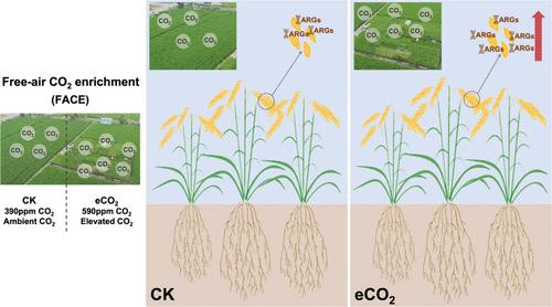 Elevated CO2 Increased Antibiotic Resistomes in Seed Endophytes: Evidence from a Free-Air CO2 Enrichment (FACE) Experiment