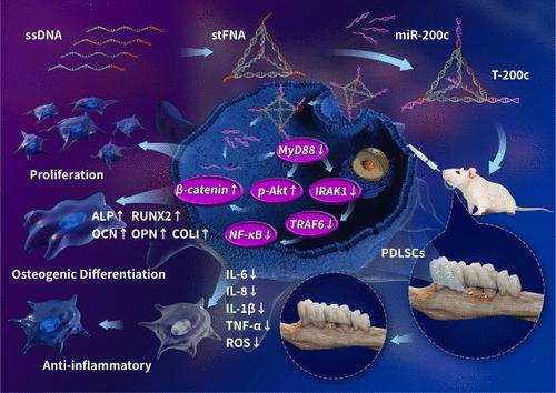 A Multifunctional miRNA Delivery System Based on Tetrahedral Framework Nucleic Acids for Regulating Inflammatory Periodontal Ligament Stem Cells and Attenuating Periodontitis Bone Loss.