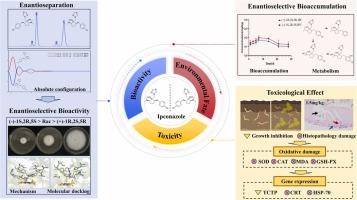 Enantioseparation, bioactivity, environmental fate and toxicity of chiral triazole fungicide ipconazole in soil and earthworm