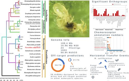 High-quality reference genome of predatory mite Neoseiulus californicus McGregor (Acari: Phytoseiidae) provides insights into its biological traits and potential RNAi off-target effects