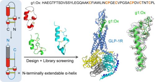 Disulfide-Directed Multicyclic Peptides with N-Terminally Extendable α-Helices for Recognition and Activation of G-Protein-Coupled Receptors