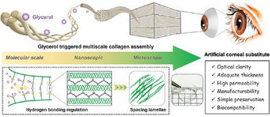 Glycerol Modulated Collagen Fibril Evolution and Lamellar Organization for Biomimetic Corneal Substitutes Construction
