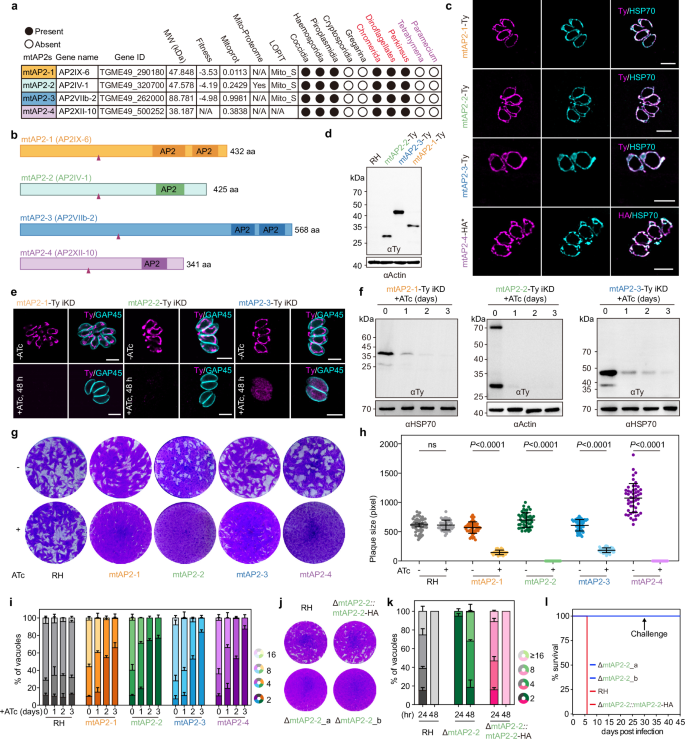 Apicomplexan mitoribosome from highly fragmented rRNAs to a functional machine