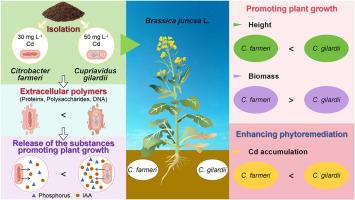 Two strains of cadmium (Cd)-resistant bacteria isolated from soils and their ability to promote oilseed rape (Brassica juncea L.) to grow and absorb Cd in soils