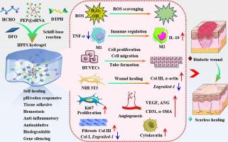Bioactive cationic polymer-based hydrogel with Engrailed-1 gene silencing and microenvironment modulation for enhanced scarless diabetic wound healing