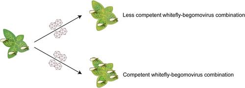 Enhanced association of whitefly–begomovirus competence with plant-mediated mutualism