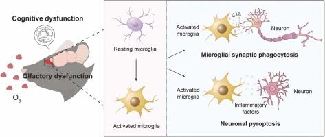 Olfactory bulb microglia activation mediates neuronal pyroptosis in ozone-exposed mice with olfactory and cognitive dysfunction