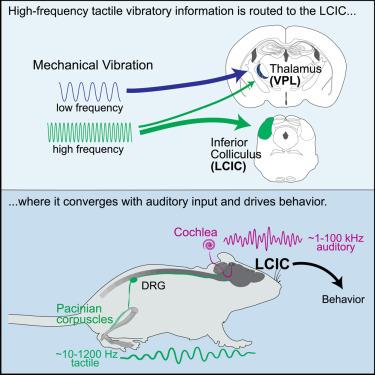 The auditory midbrain mediates tactile vibration sensing