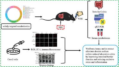 Wolfberry Honey and Its Extract Alleviate Dextran Sodium Sulfate-Induced Ulcerative Colitis by Improving Intestinal Barrier Function and Reducing Oxidative Stress and Inflammation