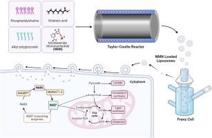 Production of liposome loaded with nicotinamide mononucleotide using taylor-couette reactor