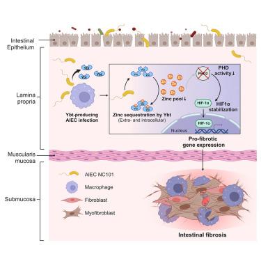 Intestinal E. coli-produced yersiniabactin promotes profibrotic macrophages in Crohn’s disease