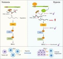 FTO activates PD-L1 promotes immunosuppression in breast cancer via the m6A/YTHDF3/PDK1 axis under hypoxic conditions