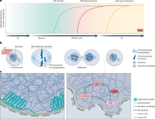 Misshapen chromosomes in check by mechanics