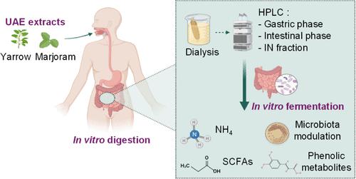 Modulation of Gut Microbiota Composition and Microbial Phenolic Catabolism of Phenolic Compounds from Achillea millefolium L. and Origanum majorana L.