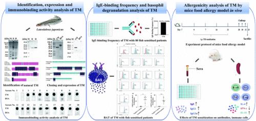 Identification and Allergenicity Analysis of Tropomyosin: A Heat-Stable Allergen in Lateolabrax japonicus