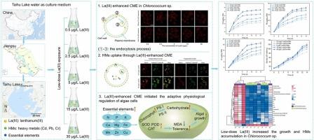 Amplified growth and heavy metal toxicity of Chlorococcum sp. from exposure to low-dose Lanthanum(III)