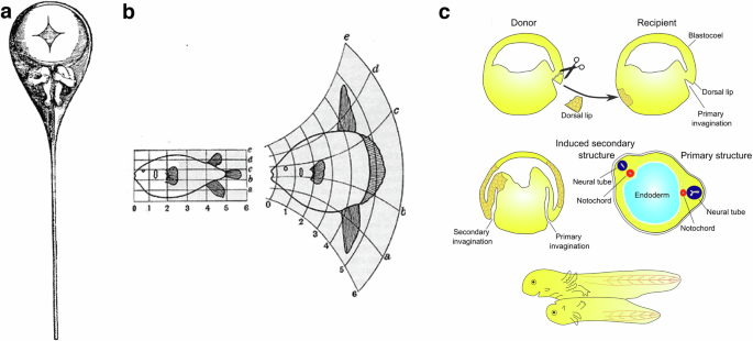 Mechanical induction in metazoan development and evolution: from earliest multi-cellular organisms to modern animal embryos