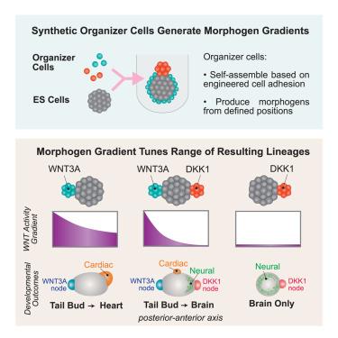 Synthetic organizer cells guide development via spatial and biochemical instructions