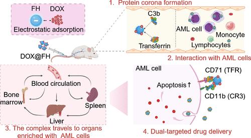 Dual-Targeted Drug Delivery to Myeloid Leukemia Cells via Complement- and Transferrin-Based Protein Corona