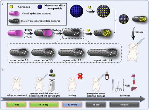 Oral Curcumin through Mesoporous Silica Nanomaterials with Distinct Morphologies: Synthesis, Characterization, Biosafety Evaluation, and Antioxidant Activity In Vivo