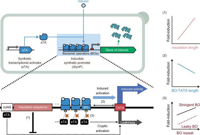 Designing strong inducible synthetic promoters in yeasts