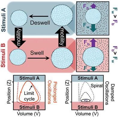 Chemomechanical Self-Oscillatory Microgel Motility in Stratified Chemical Media