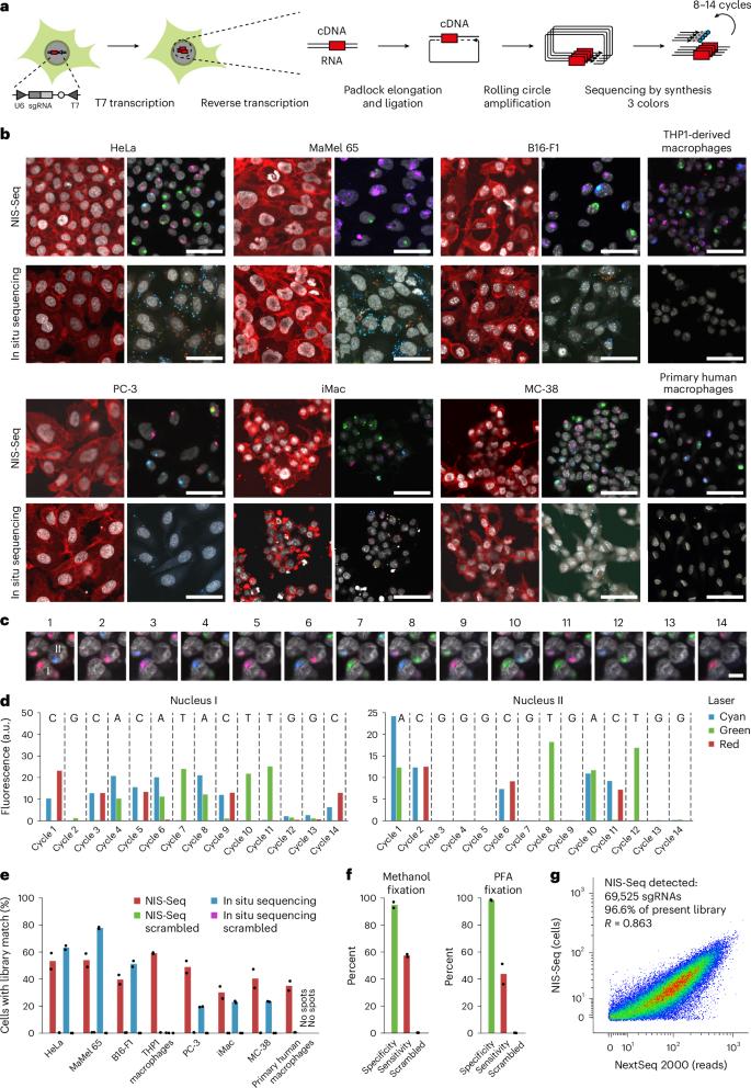 NIS-Seq enables cell-type-agnostic optical perturbation screening