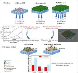 Unraveling the interaction of algogenic organic matter and cells on membrane fouling mechanism during treatment of Microcystis aeruginosa-laden water