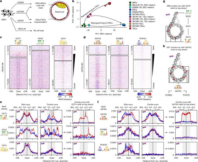 Nucleosome fibre topology guides transcription factor binding to enhancers