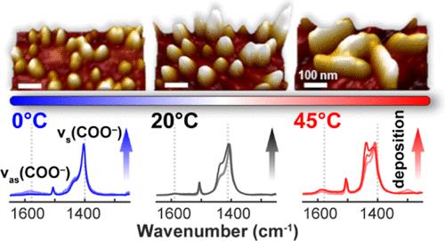Influence of Deposition Temperature on Cu-BDC Surface-Anchored Metal–Organic Framework Formation