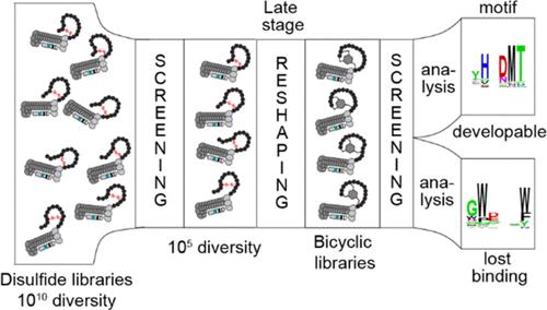 Late-Stage Reshaping of Phage-Displayed Libraries to Macrocyclic and Bicyclic Landscapes using a Multipurpose Linchpin