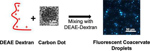 Polyelectrolyte–Carbon Dot Complex Coacervation